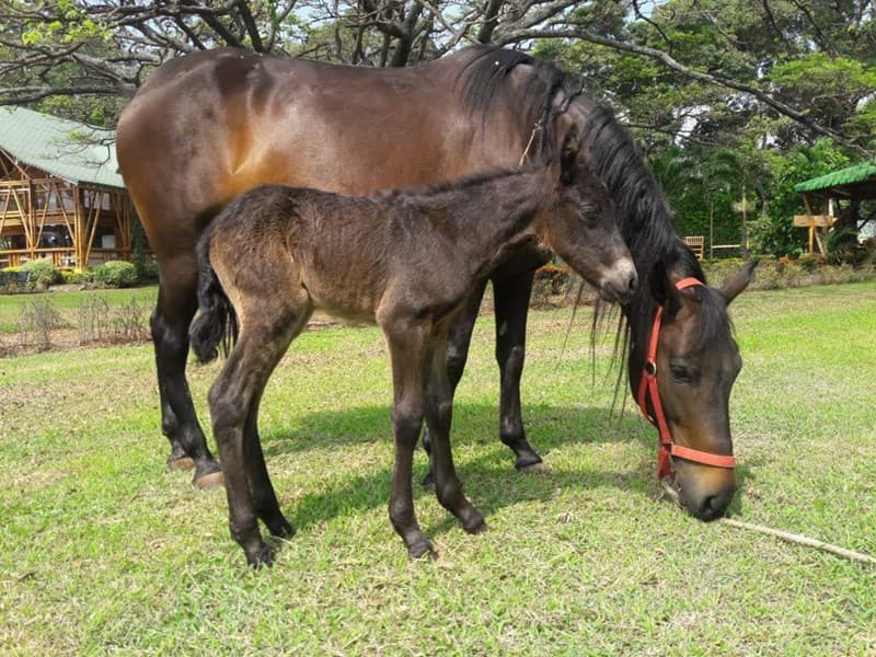 CIENTÍFICO D'GALENO