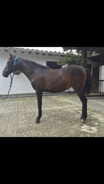 ALMA CORAZON Y VIDA D'GALENO — foto