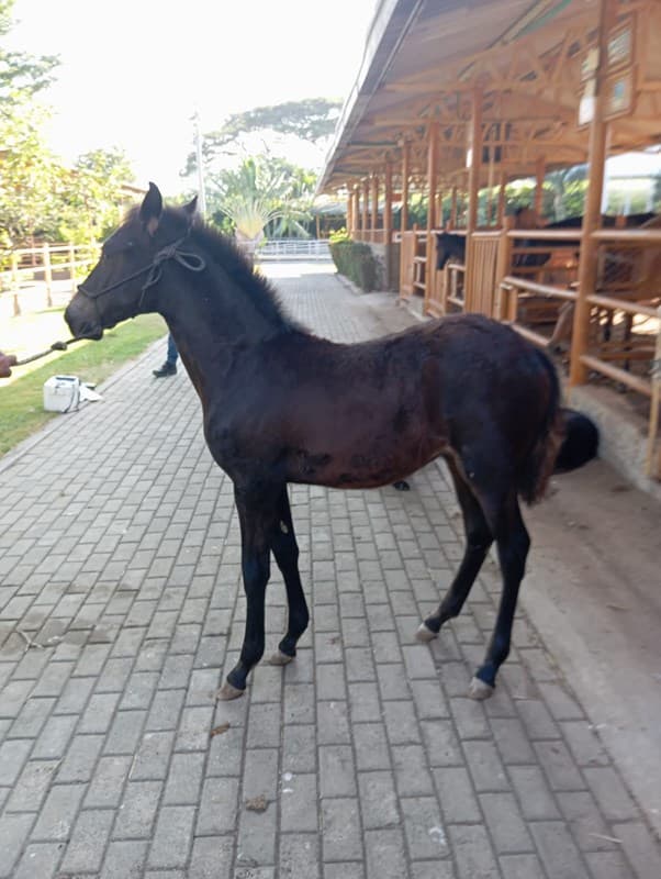 MAMÁ NOHRA D´GALENO