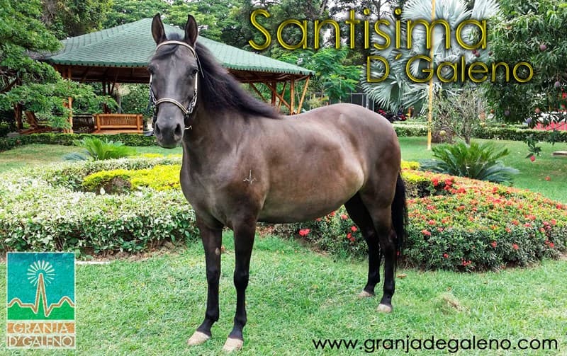 SANTISIMA D'GALENO