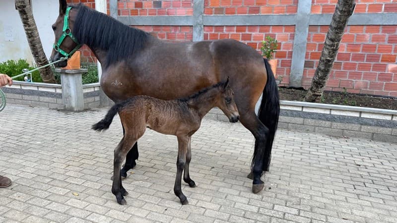 ESPECIALISTA D´GALENO — foto
