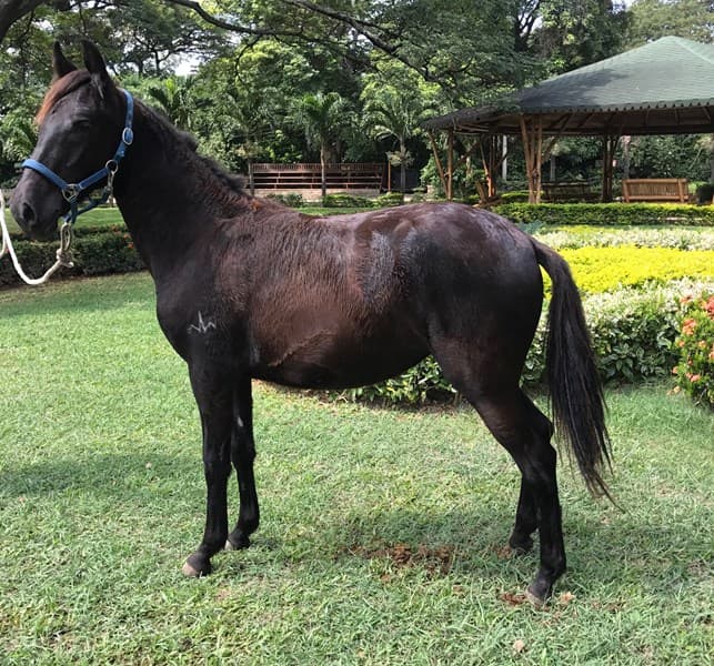 VIDA D'GALENO — foto