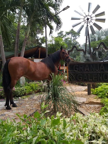 MATRACA DE SAN MIGUEL — foto