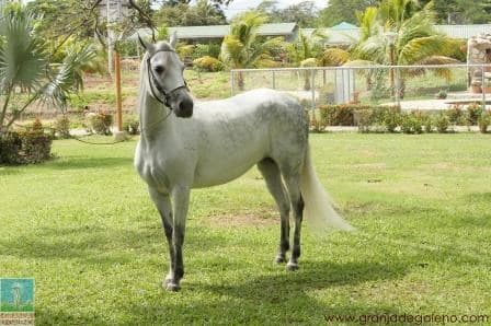 PERLA NEGRA DE LA ALHAMBRA